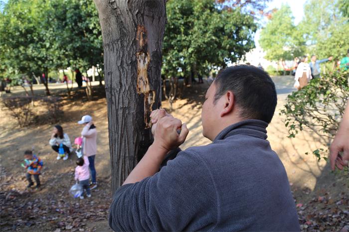 10.绿化人员在治疗红枫“干腐病”时，将树皮划开，并将药物注入红枫“体内”（1）.JPG
